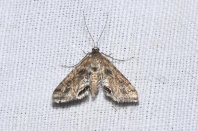<i>Cataclysta lemnata</i>