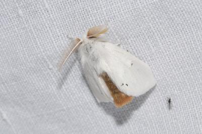 <i>Euproctis chrysorrhoea</i>