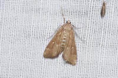 <i>Parapoynx stratiotata</i>