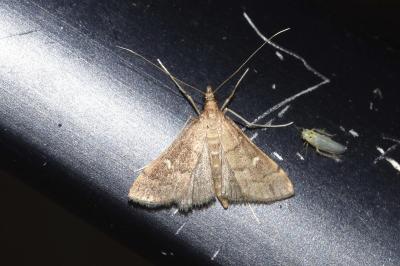 <i>Dolicharthria punctalis</i>