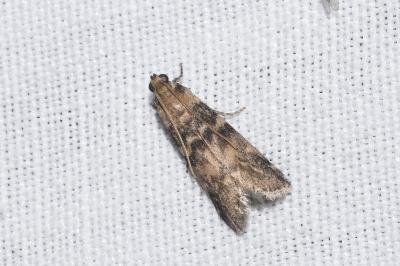 <i>Euzophera pinguis</i>
