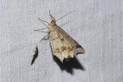<i>Macaria alternata</i>