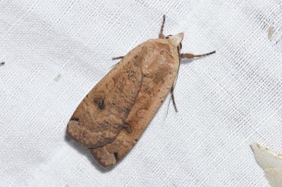 <i>Noctua pronuba</i>