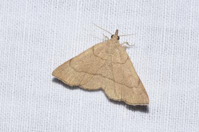 <i>Paracolax tristalis</i>
