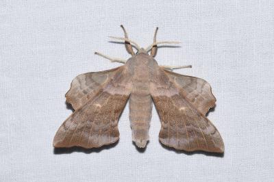 <i>Laothoe populi</i>