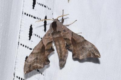 <i>Smerinthus ocellatus</i>