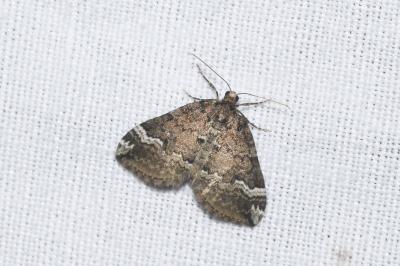 <i>Perizoma lugdunaria</i>