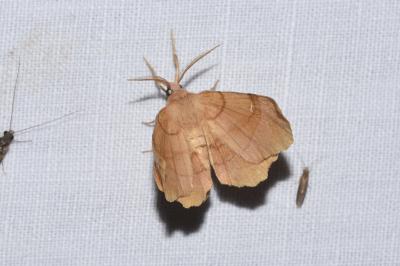 <i>Selenia dentaria</i>