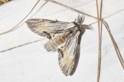 <i>Harpyia milhauseri</i>