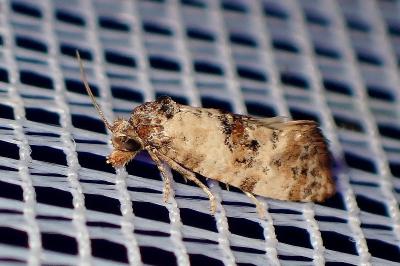 <i>Cochylis molliculana</i>