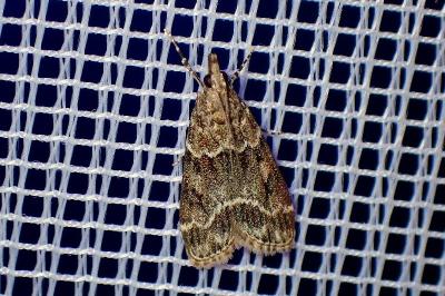 <i>Eudonia mercurella</i>