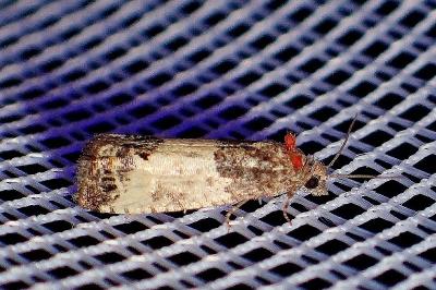<i>Spilonota ocellana</i>