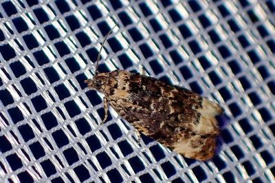 <i>Endothenia</i>