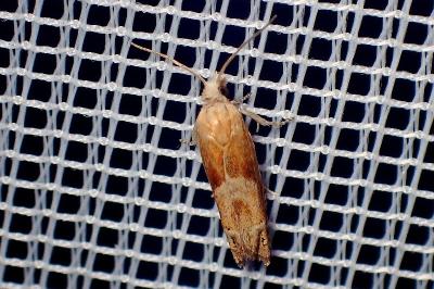 <i>Eucosma conterminana</i>