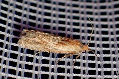 <i>Eucosma</i>