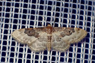 <i>Idaea rusticata</i>
