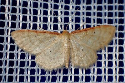 <i>Idaea humiliata</i>
