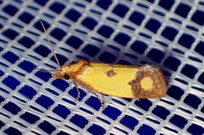 <i>Agapeta zoegana</i>