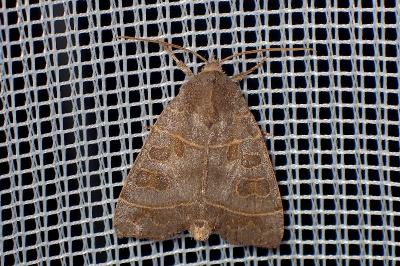 <i>Ipimorpha subtusa</i>