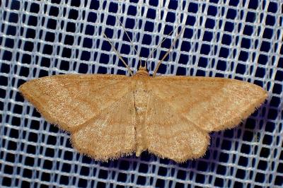 <i>Idaea ochrata</i>