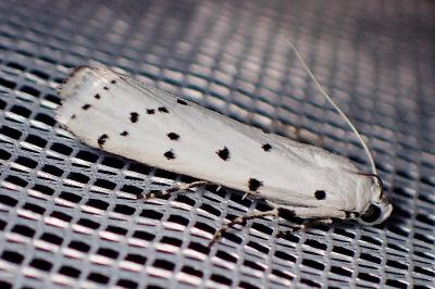 <i>Myelois circumvoluta</i>
