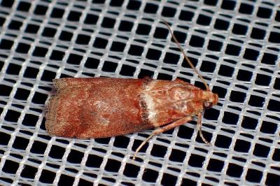 <i>Acrobasis tumidana</i>
