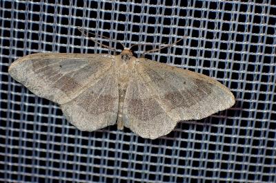 <i>Idaea aversata</i>