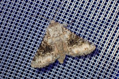 <i>Hecatera bicolorata</i>