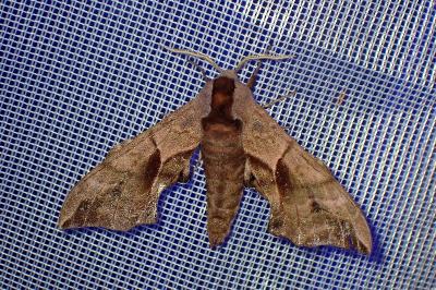 <i>Smerinthus ocellatus</i>