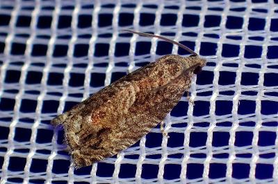<i>Cydia fagiglandana/splendana</i>