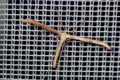 <i>Emmelina argoteles/monodactyla</i>