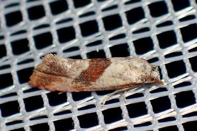 <i>Falseuncaria ruficiliana</i>