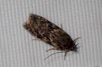 <i>Gelechia muscosella</i>