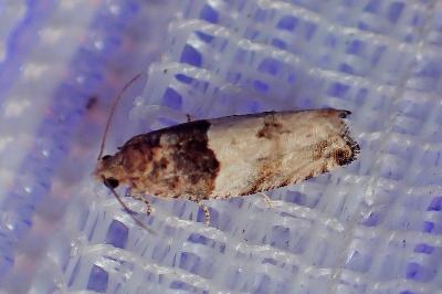 <i>Gypsonoma</i>