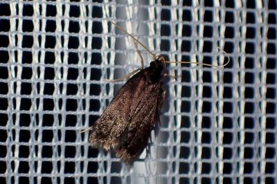 <i>Homaloxestis briantiella</i>