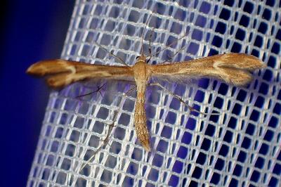 <i>Marasmarcha lunaedactyla</i>