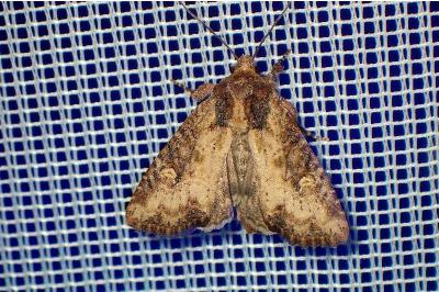 <i>Mesapamea secalella/secalis</i>