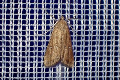 <i>Parapoynx stratiotata</i>