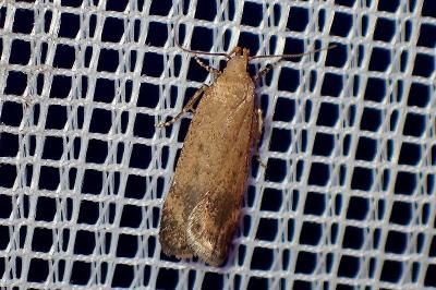 <i>Pexicopia malvella</i>