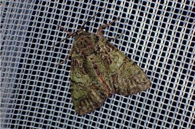 <i>Polyphaenis sericata</i>