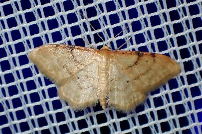 <i>Idaea humiliata</i>