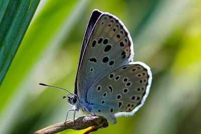<i>Phengaris arion</i>