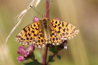 <i>Boloria dia</i>