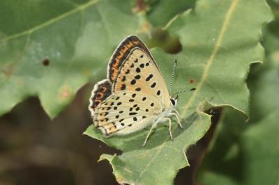 <i>Lycaena tityrus</i>