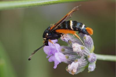 <i>Pyropteron chrysidiforme</i>