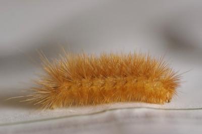 <i>Diaphora mendica</i>