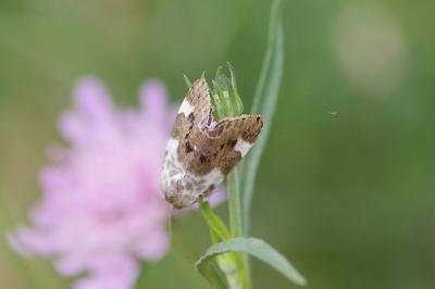 <i>Acontia lucida</i>