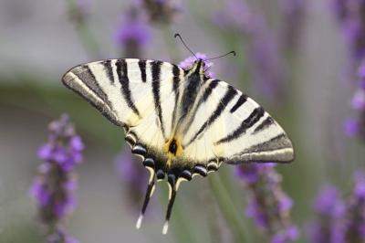 <i>Iphiclides podalirius</i>