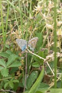 <i>Polyommatus icarus</i>