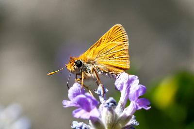 <i>Thymelicus acteon</i>
